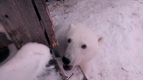 This Russia ! Feeding the polar bear.