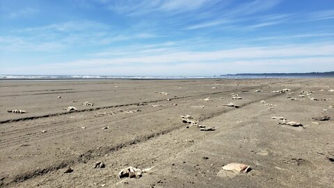 Fukushima 8 Years Later, Pacific Ocean & NW Sea life, On Scene Testing