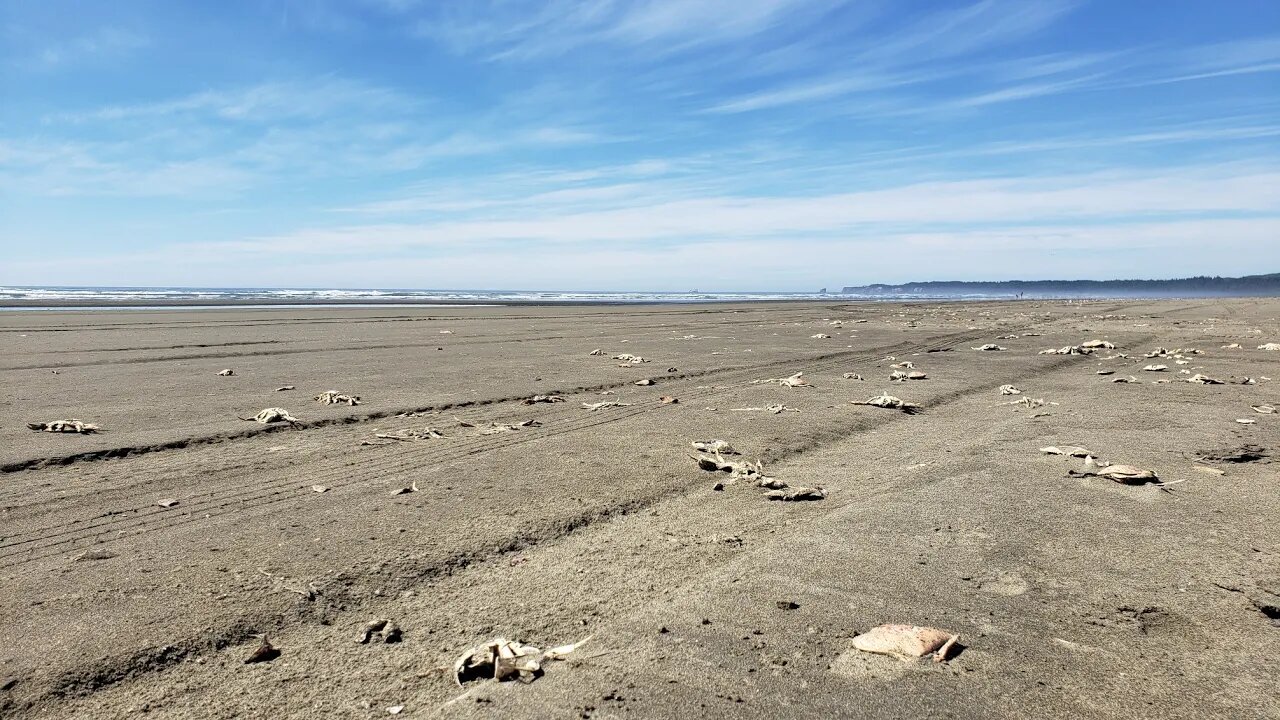 Fukushima 8 Years Later, Pacific Ocean & NW Sea life, On Scene Testing