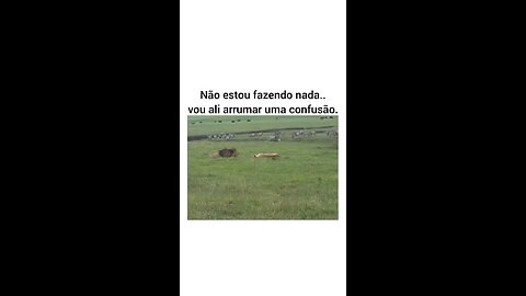 Dessa vez o caramelo passou dos limites