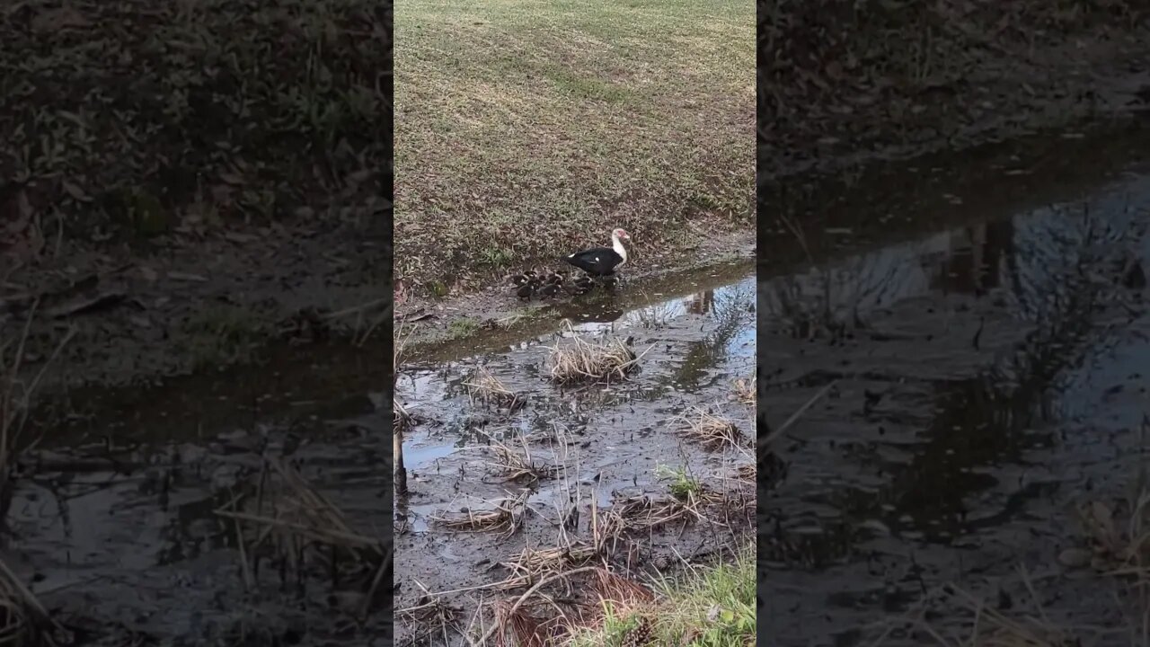 Muscovy Ducklings