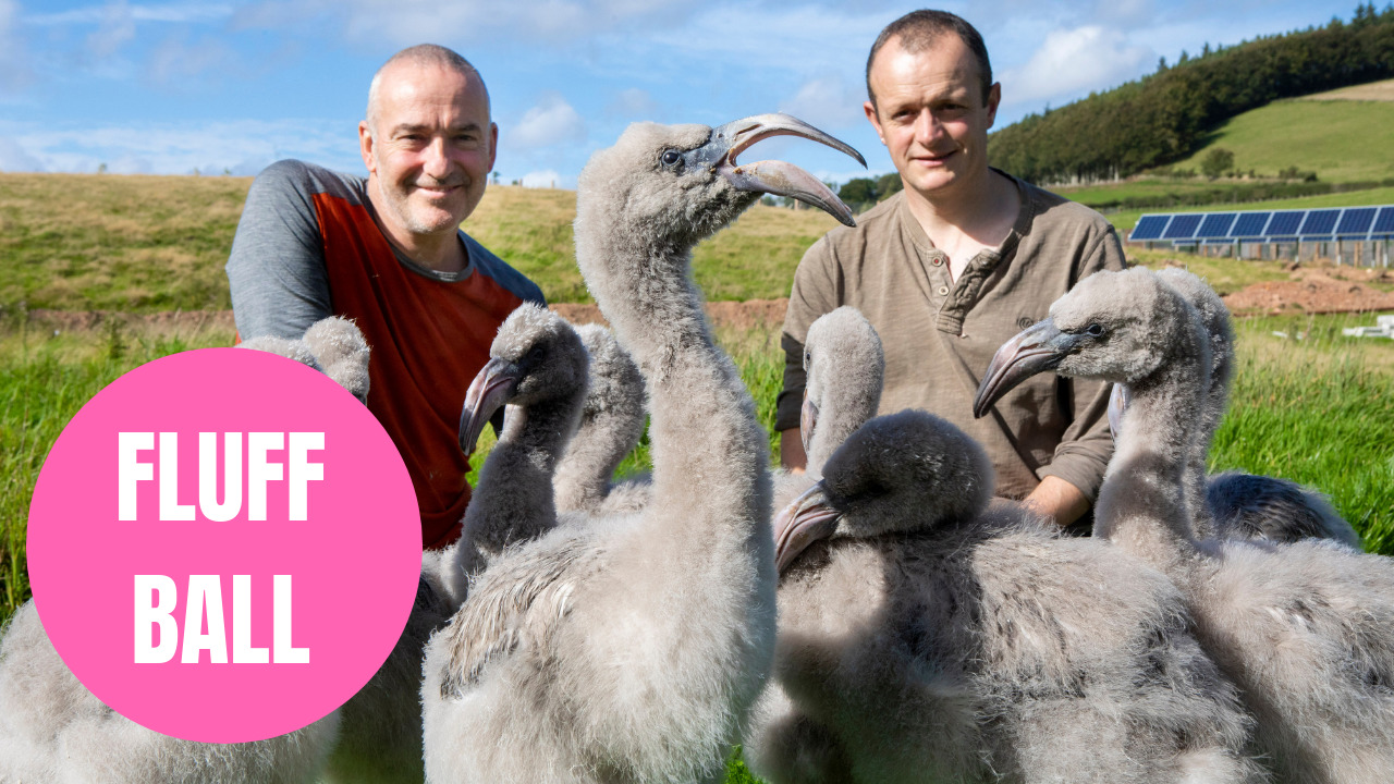 Adorable flock of baby flamingos being hand-reared in Scotland and fed with a syringe