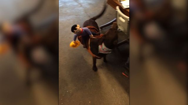 Puppy Chases The Cowboy On His Halloween Costume