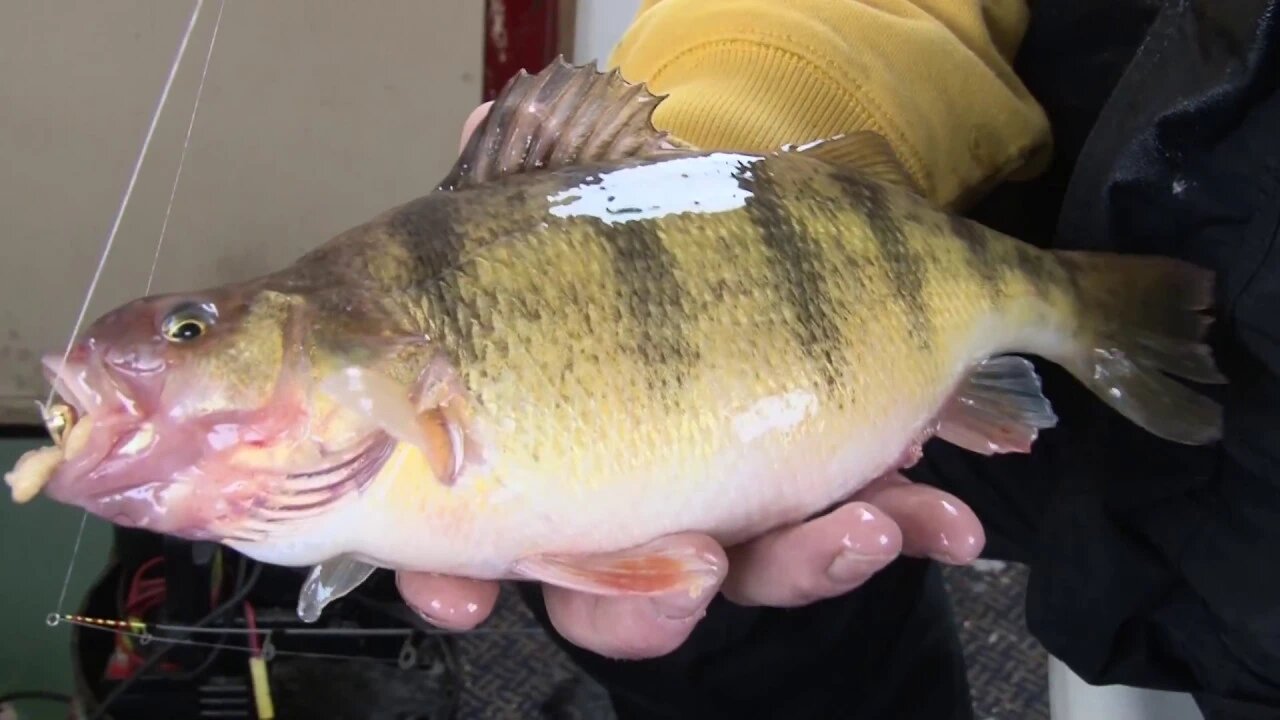 MidWest Outdoors TV Show #1661 - Ice Fishing 10 Years at Woodland Resort on Devils Lake, ND