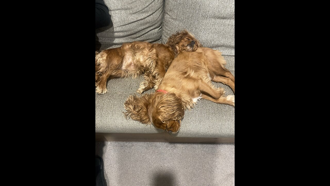 Cutie Cavaliers