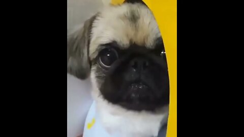 How Cute Look🥰🐶 🐶 💕 #shorts #shortsfeed #clips #shortvideo