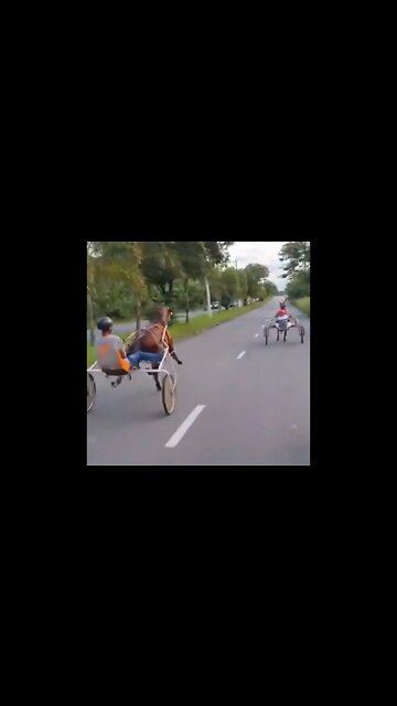 Horse Race 2 🐴 #UbertainmentFun #Shorts #ytshorts #Dogs #Animals #Fun