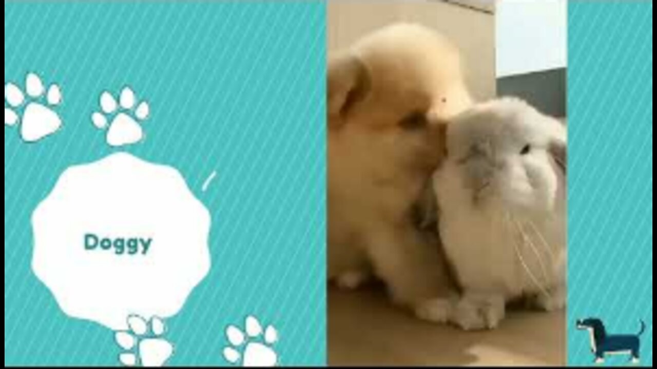 Funny dogs video | Cute dogs