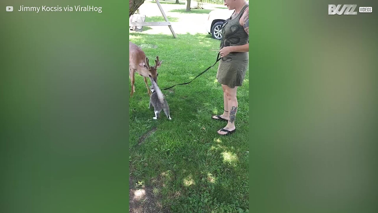 Deer has it licked after forming unlikely bond with cat