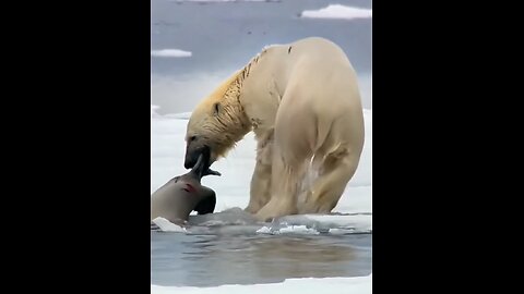 why can't polar bear enter the water to hunt