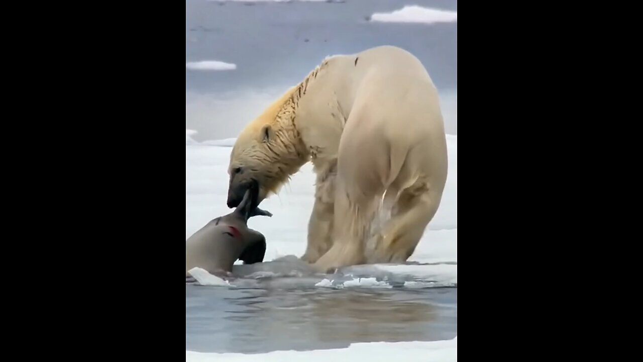 why can't polar bear enter the water to hunt