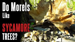 Morel Tree #2: Sycamore (2021) | Identifying Trees in Morel Season | Foraging Mushrooms Appalachia