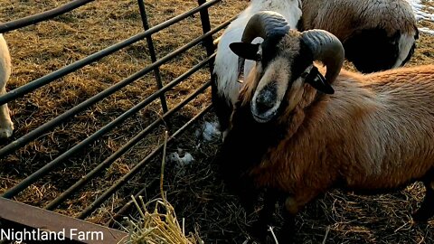 Tour of the Ram Pen