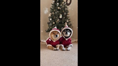 Merry Christmas #cuteshiba #cutedog #cutepet #puppylove #shibalobe #doglove #petlove #shiba