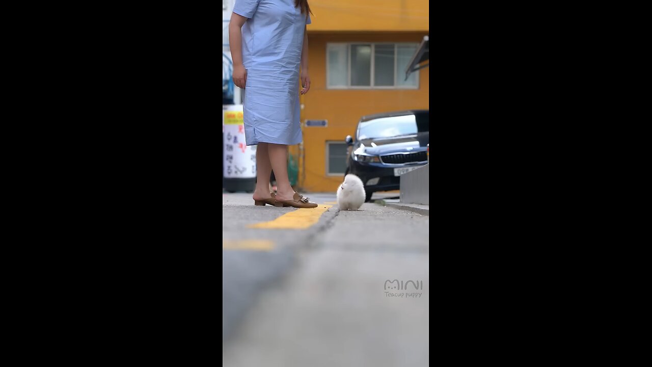 smallest dog