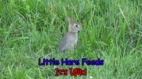 Little Hare Feeds-It’s Wild