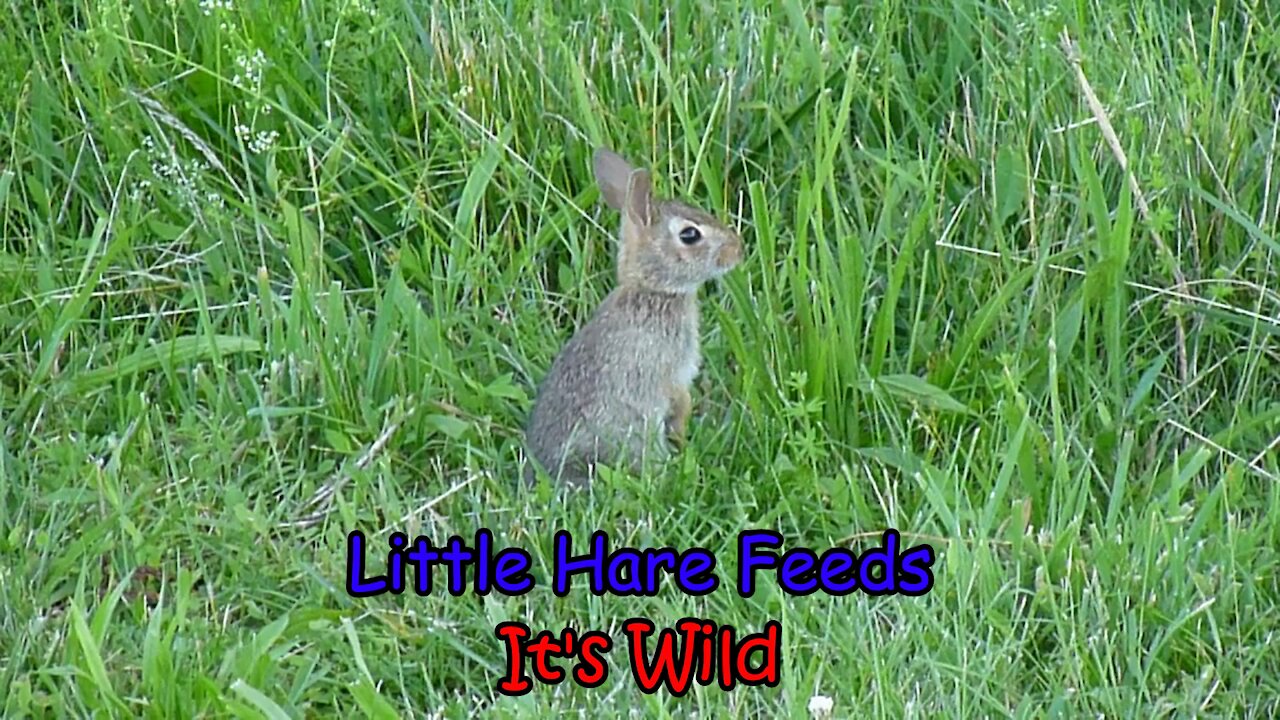 Little Hare Feeds-It’s Wild