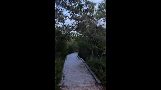 Livestream Clip From Downtown Fort Myers Beach Walk Part 8