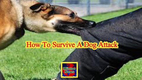 What's the best way to survive a dog attack?