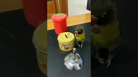 Smart Lovebird l #shorts l #lovebirds l #youtubeshorts l @BikisAviary