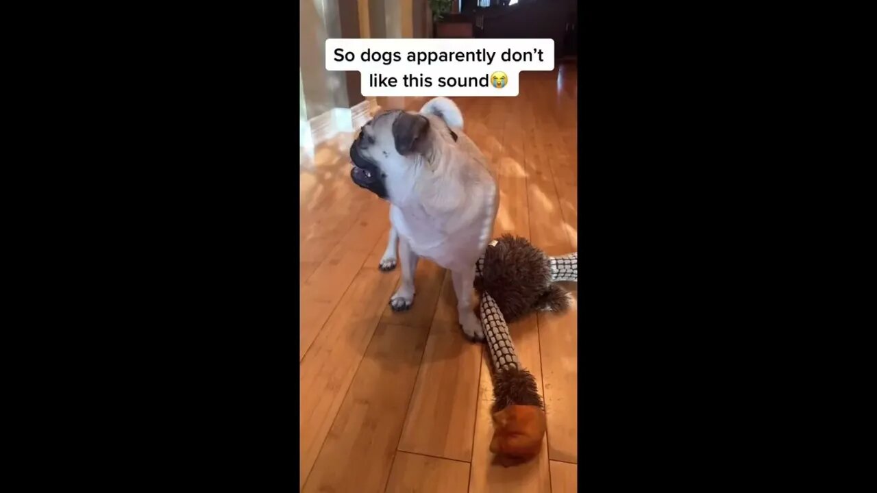 Funny Dog Compilation Videos 2023 | Episode 1