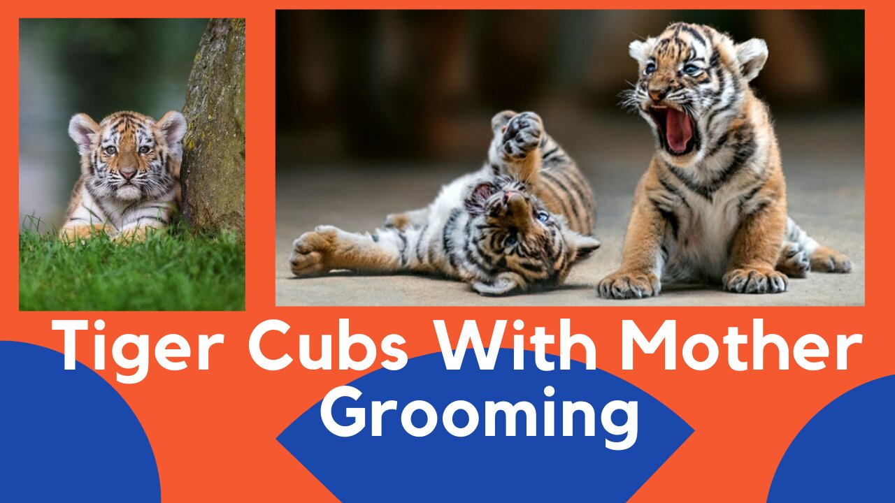Twins Baby Tiger Cubs At Australia Zoo With Mom Grooming Playing Love