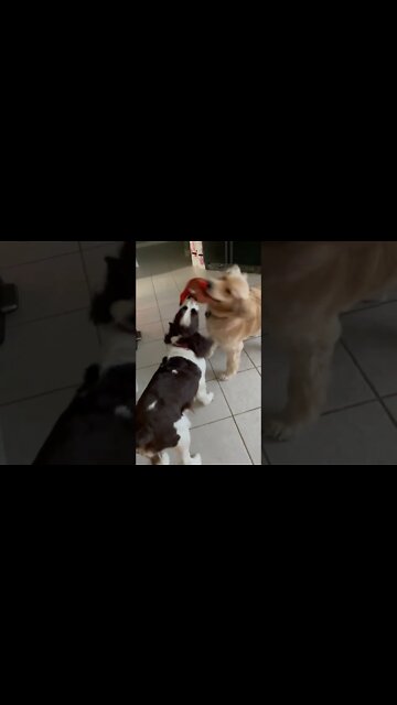 Fluffy Golden Retriever vs Springer Spaniel Tug-O-War!