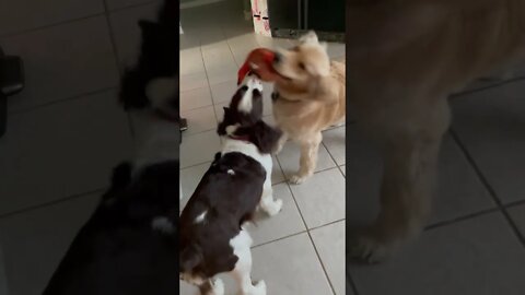 Fluffy Golden Retriever vs Springer Spaniel Tug-O-War!