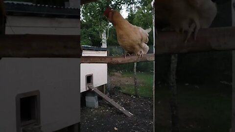 Ready For Dark #chickens #chickenshorts