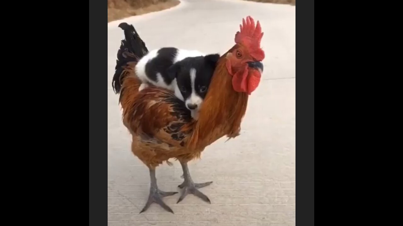 Best Friends cute puppy and Cock😂😂 Funny Video. Puppy gets ride of his best friend