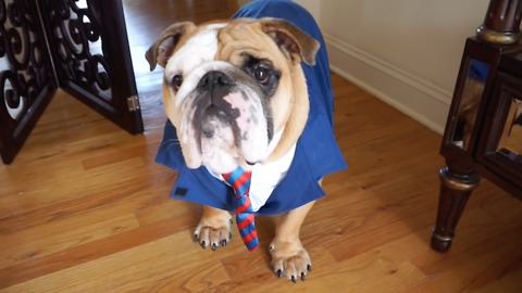 English Bulldog creates online dating profile