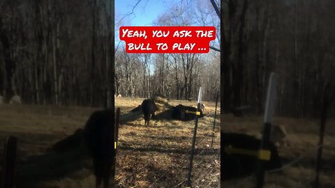 Bring the bull into the yard, #homesteading