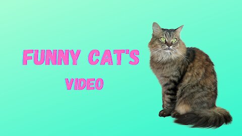 Funny Cats videos | Try Not To Laugh # 21