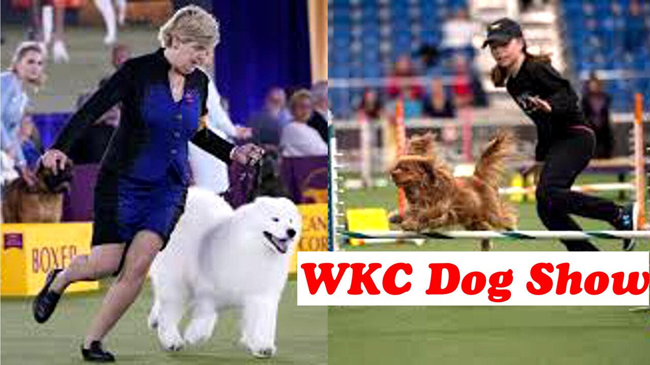 Watch 5 of the best WKC Dog Show moments to celebrate National Puppy Day