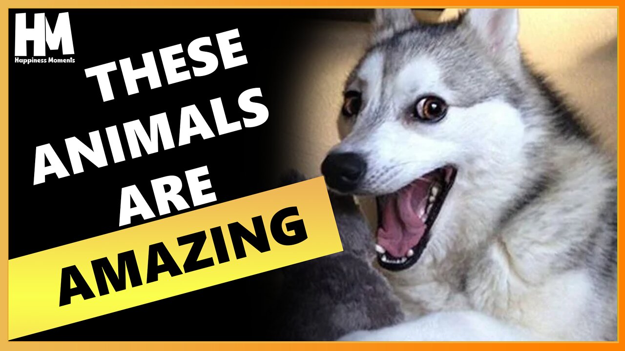 FUNNY ANIMALS | PART 2