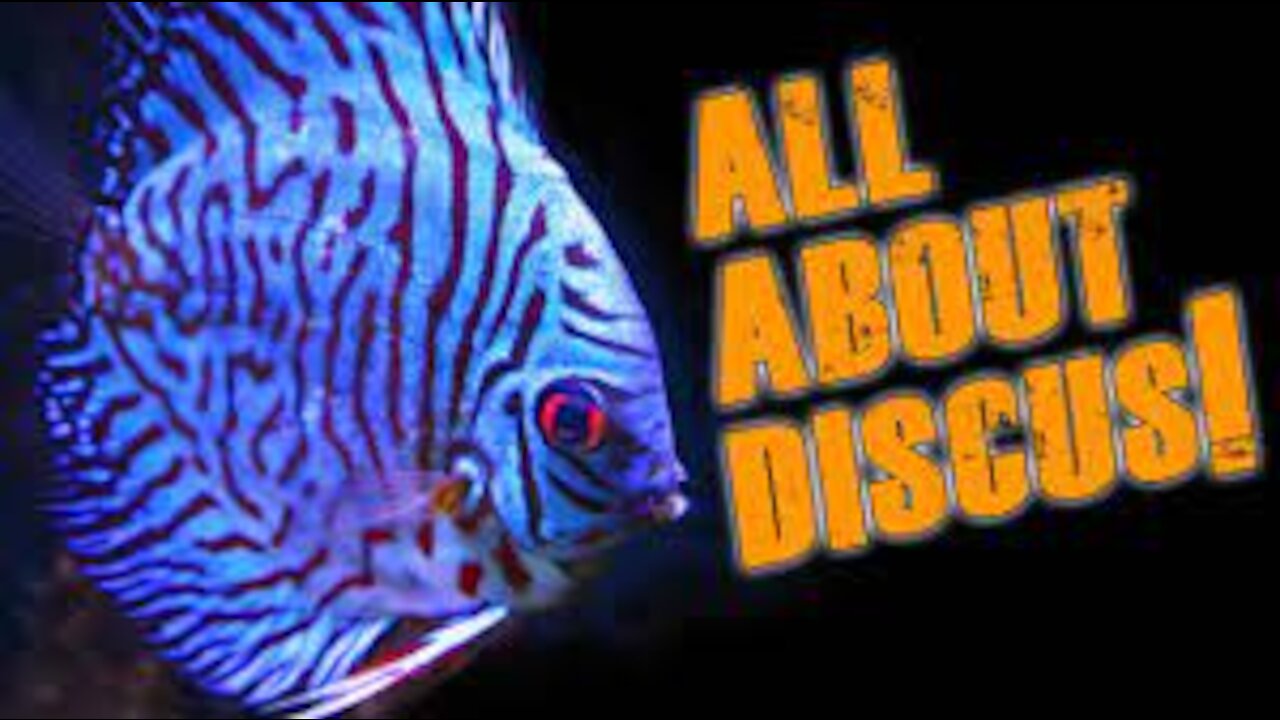 Discus Fish - The Basics. BE THE BEST DISCUS KEEPER EVER!