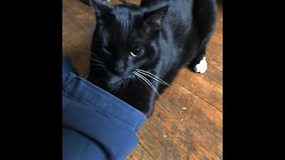 Table Cats