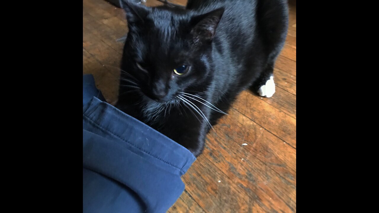 Table Cats