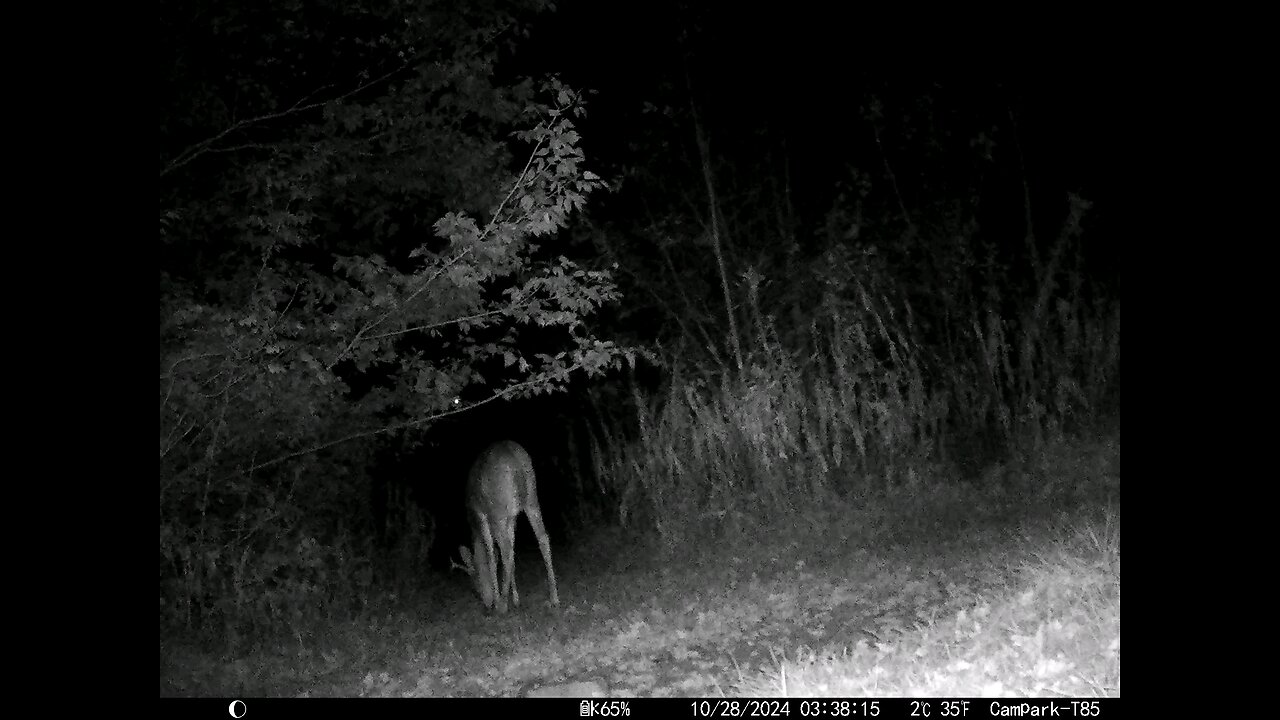 Buck Deer Cam 10-28-2024