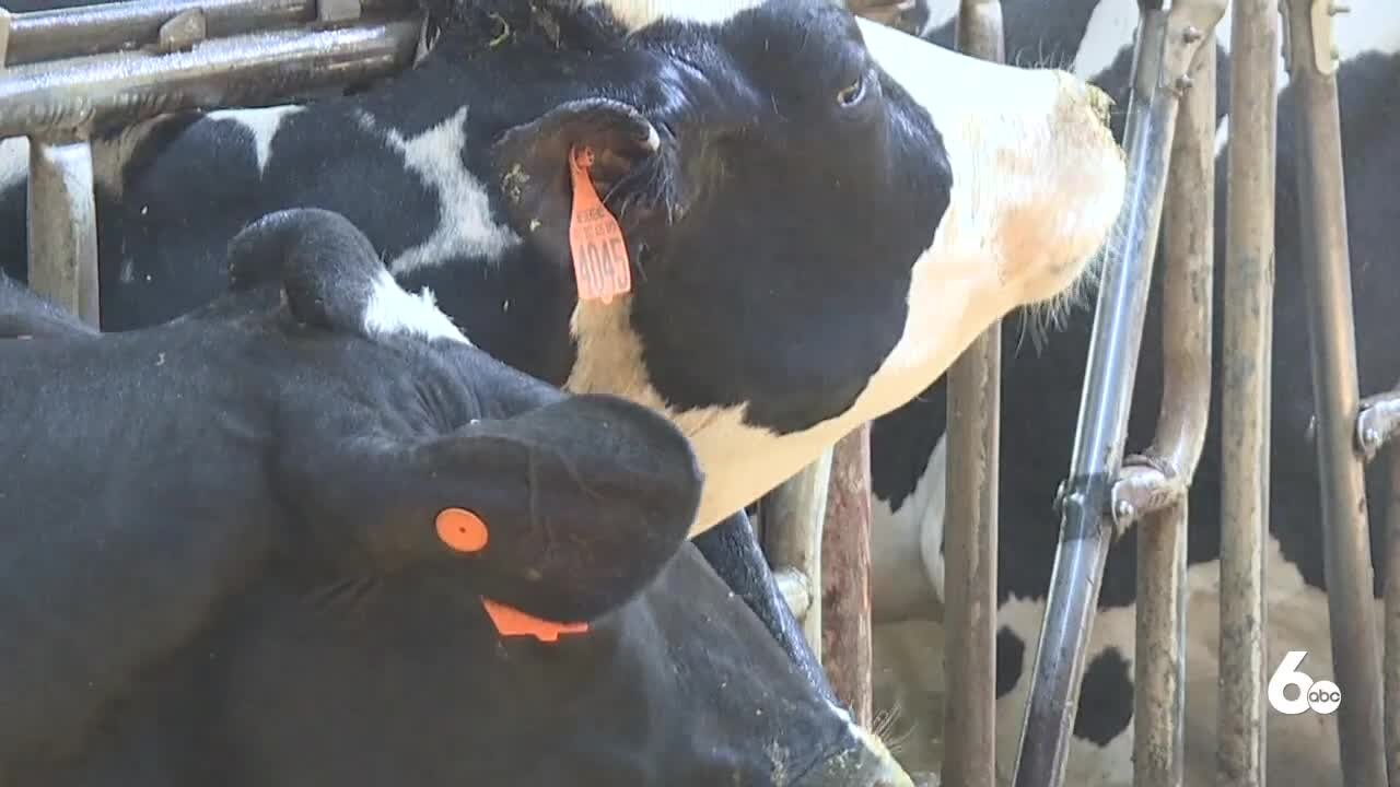 Dairy cows more susceptible to heat stress, expert says