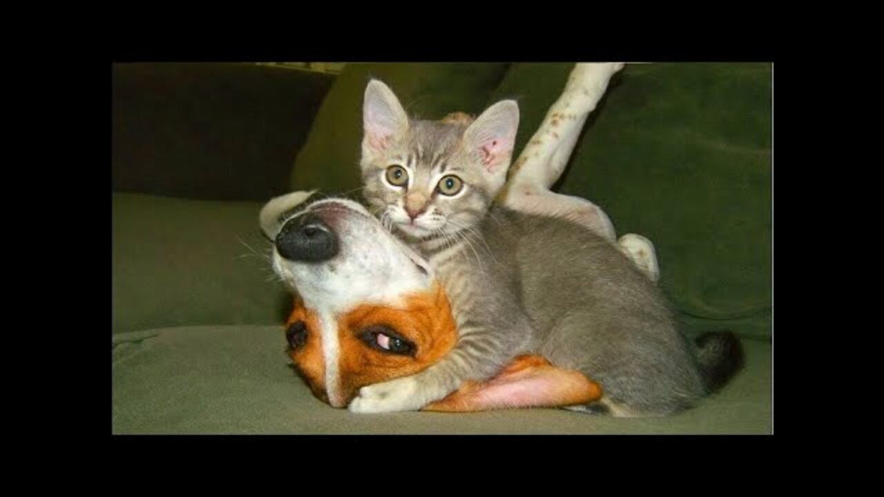 Uma nova seleção de piadas sobre gatos e cachorros!