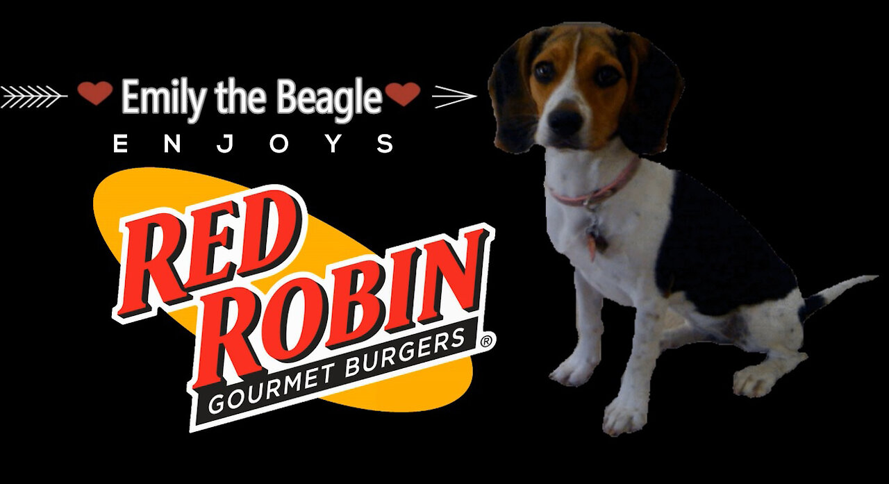 Red Robin Beagle