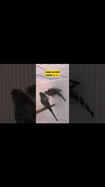 couple perruche houkko