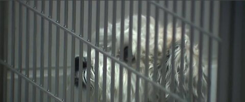 Animal Foundation takes in nearly 230 lost pets amid coronavirus policy changes