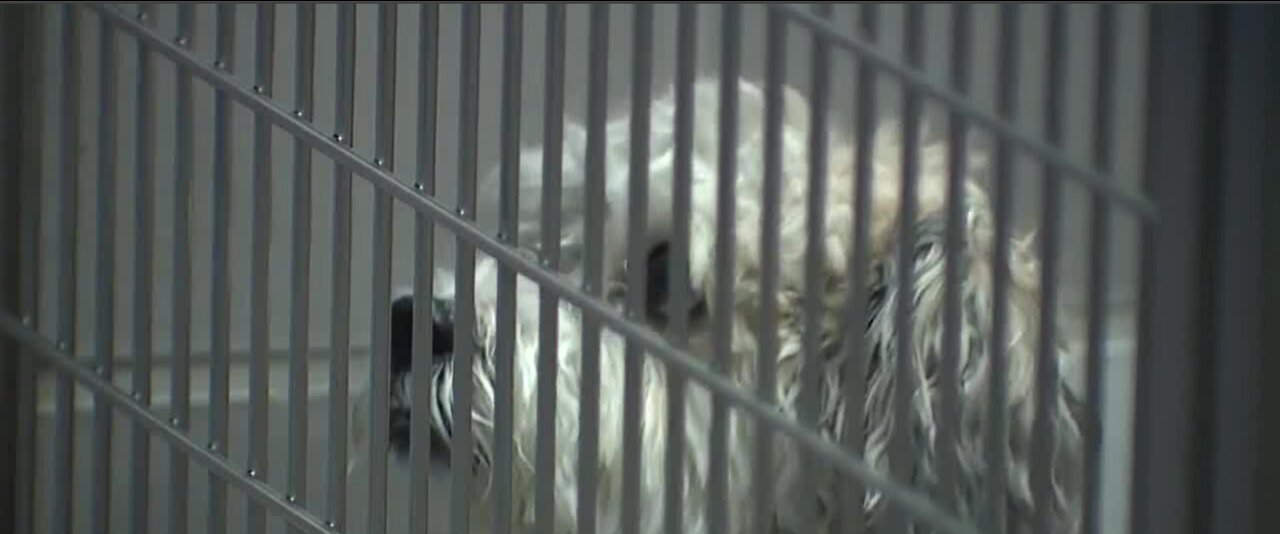 Animal Foundation takes in nearly 230 lost pets amid coronavirus policy changes
