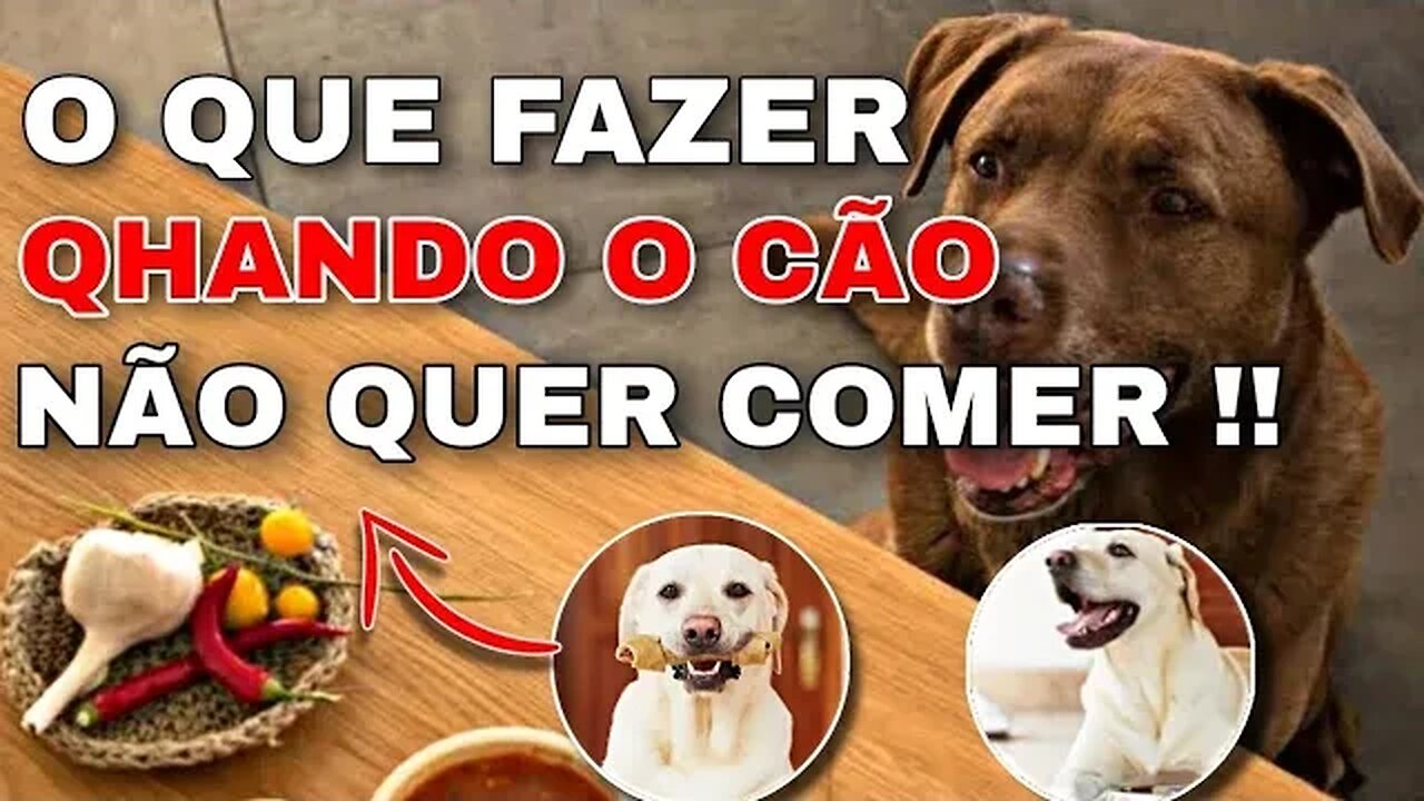CACHORRO SEM APETITE NÃO QUER COMER ! O QUE FAZER