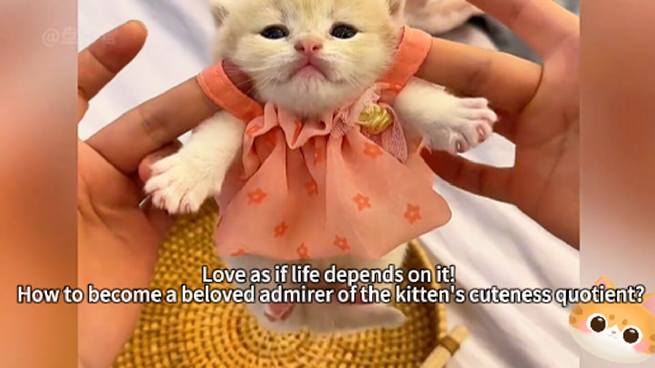 Love as if life depends on it! How to become a beloved admirer of the kitten's cuteness quotient?
