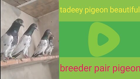 Beautiful pigeon for tadey