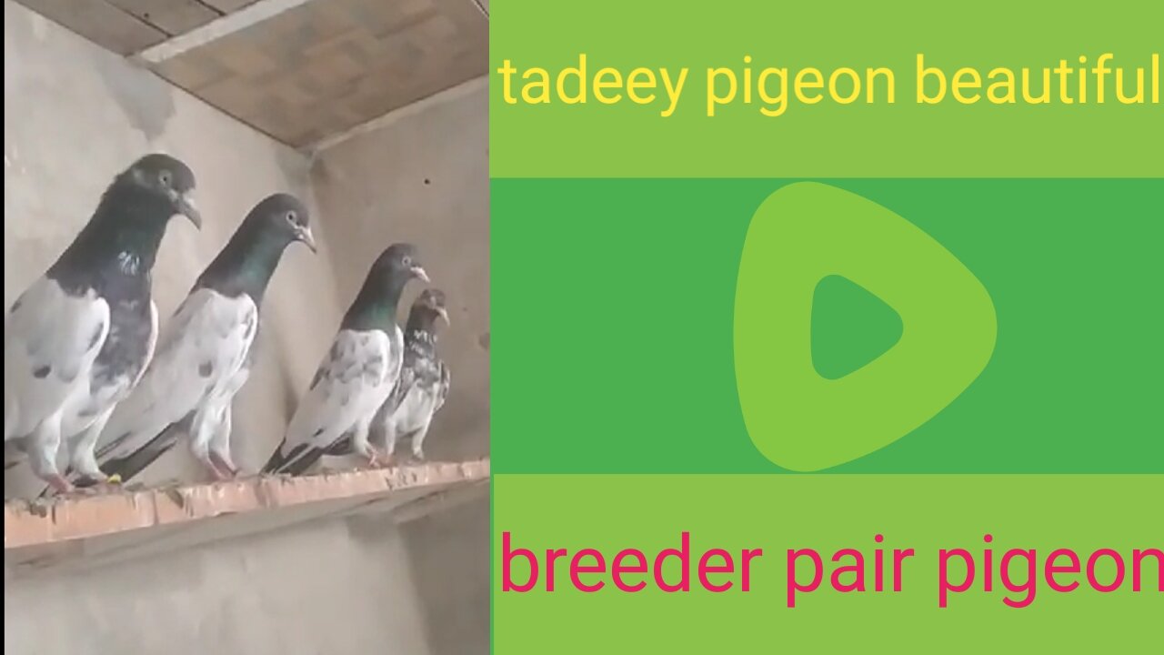 Beautiful pigeon for tadey