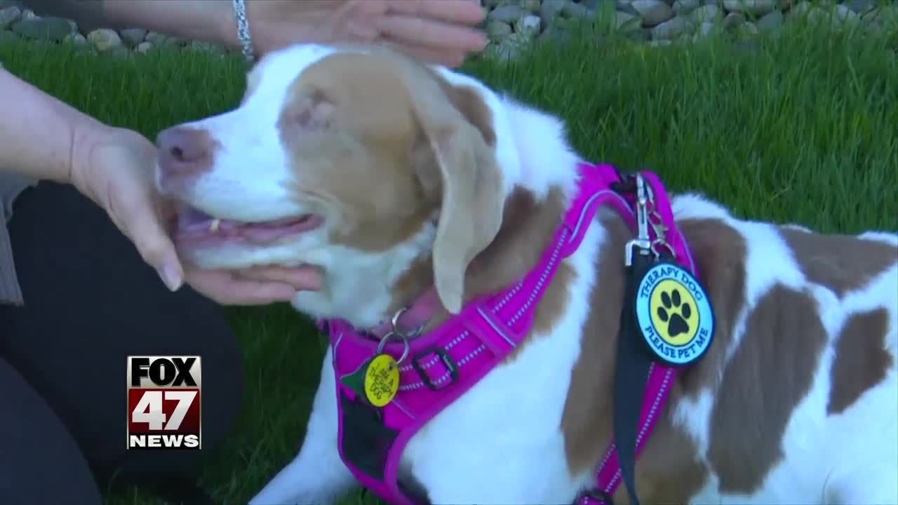 Therapy dog finds way to visit seniors during coronavirus